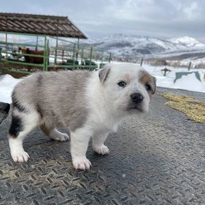 Meet your Posher, Jake